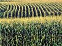 Cornfield with repeating curved rows across a gently rolling hillside