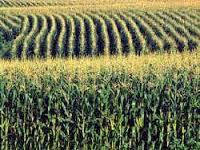 hybrid corn