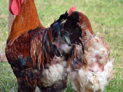 Rooster and hen standing on grass beside a wire fence