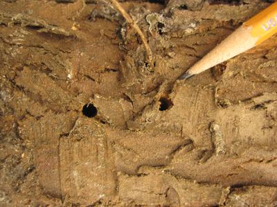 Pencil tip pointing to two small round holes in tree bark