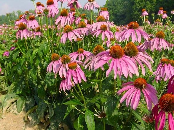 planting of Echinacea purpurea in bloom
