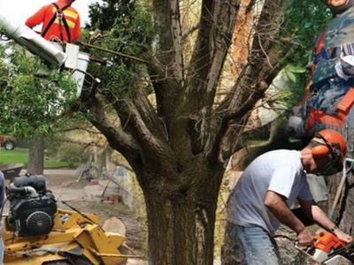 Arborists using bucket lift, chainsaw, and stump grinder around a large tree