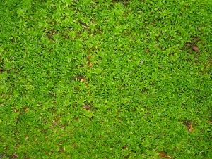 Dense bright-green groundcover plants; bottom text: "Joey Williamson ©2014 HGIC, Clemson Extension"