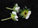 An ideal "dead" flower specimen for submitting