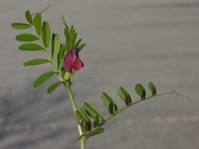vetch branch with pinnately compound leaves, tendrils on the tips, andflowers in the leaf axils