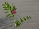 vetch branch with pinnately compound leaves, tendrils on the tips, andflowers in the leaf axils