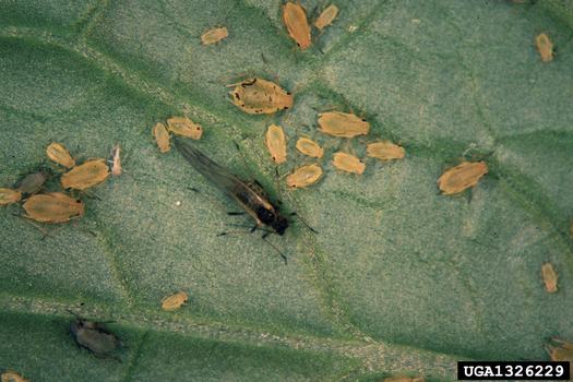Aphids with and without wings