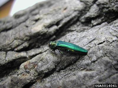 emerald ash borer