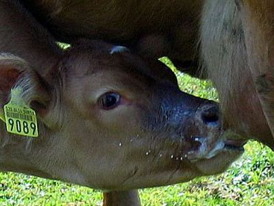Calf suckling from cow with yellow ear tag reading "9089"