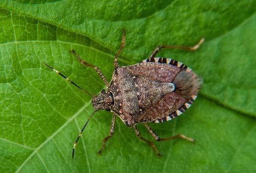 Brown marmorated stink bug adult