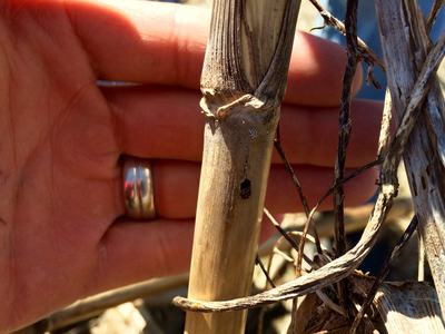Hole created by an unknown stalk borer.