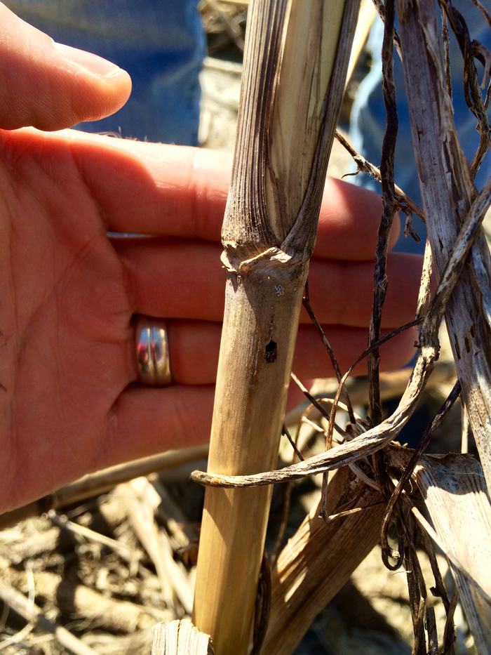 Mycelial plaque on roots