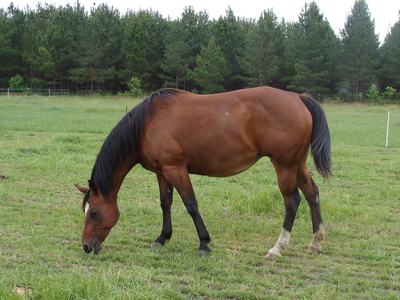 Brown horse with black mane grazing in grassy fenced pasture with pine trees