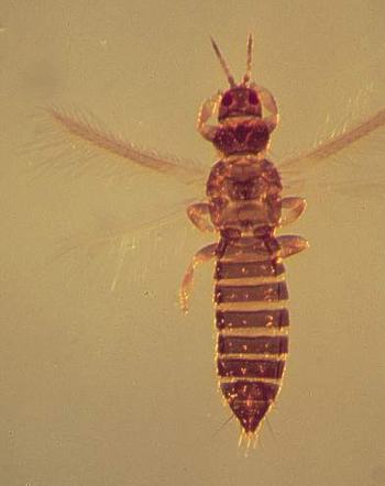Close up of tobacco thrips on microscope slide