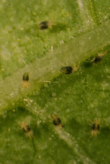 Close up of two-spotted spider mites on tomato leaf