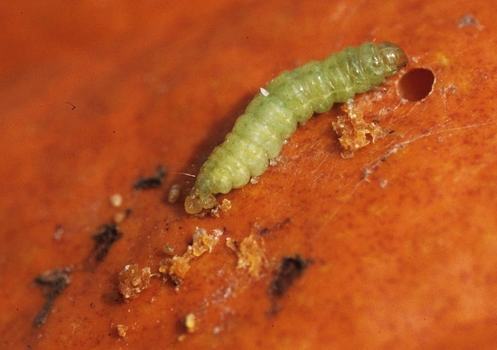 Pickleworm larva