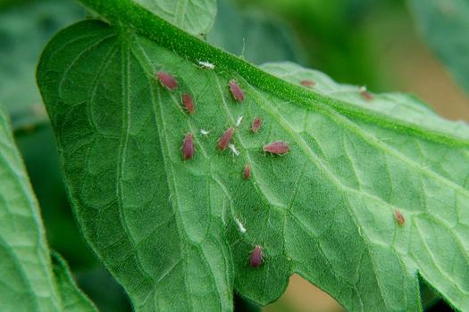 Potato aphids on tomato leaf