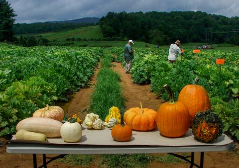 Different varieties of pumpkins on a table with people in pumpkin field in background