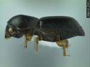Lateral view of small black bark beetle with label UGA1413003