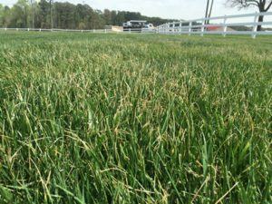 Close-up of tall green grass with a white fence and trees in the background.