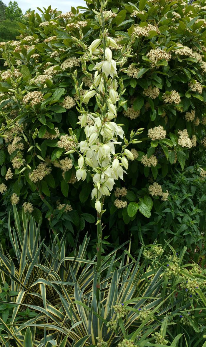 Native Adam's needle in front of possumhaw viburnum 