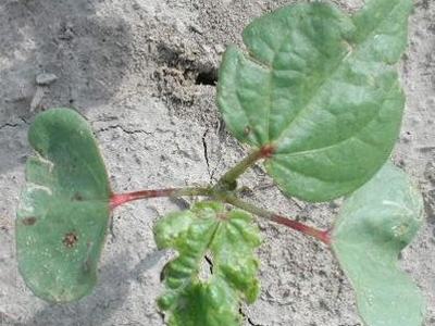 Cotton that sustains this amount of injury will likely not be worth a spray.