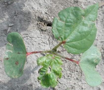 Cotton that sustains this amount of injury will likely not be worth a spray.