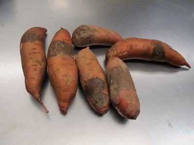 Fig. 1: Black rot of sweetpotato (Shawn Butler, NCSU PDIC)