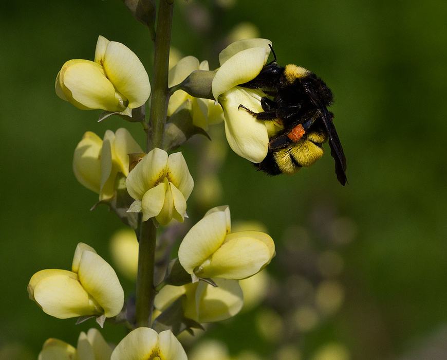 American bumble bee on wild indigo