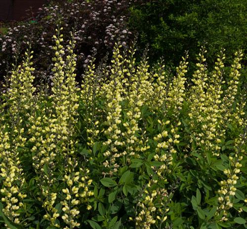 'Carolina Moonlight' wild indigo backed by eastern ninebark