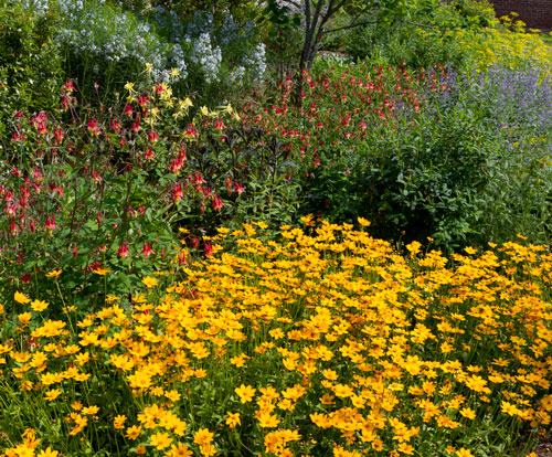 pollinator garden