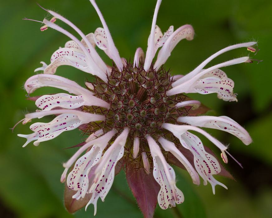 wild bergamot bloom