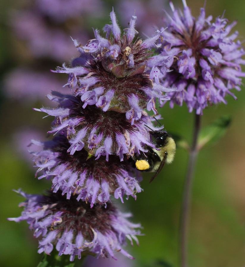 Bumble bee on downy wood mint