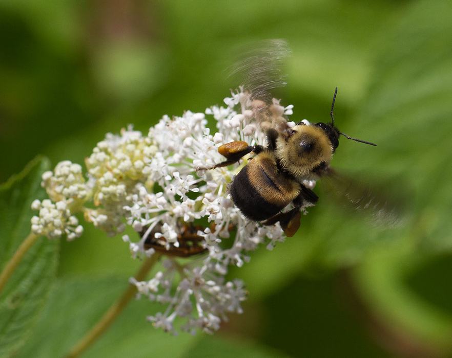 Bumble bee on New Jersey tea 