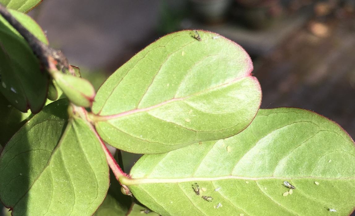 Crape myrtle aphids. Photo: SD FRank