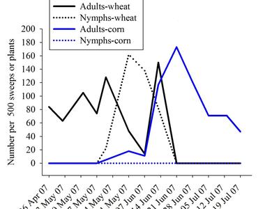 Total brown stink bugs in northeastern North Carolina in adjacent wheat and corn fields.