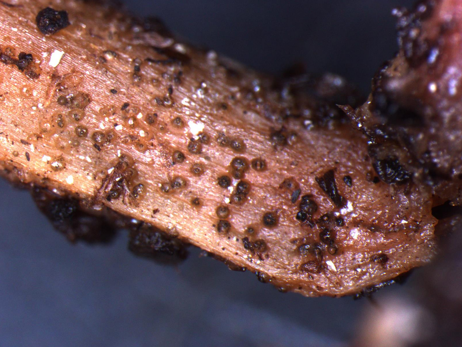 Fig. 1: close-up of a watermelon seedling stem infected with Didymella bryoniae seen under a microscope. Note the pycnidia (round, brown reproductive structures) on the surface. Pycnidia can be seen with a 10x handheld lens as small brown to black dots (Photo: Shawn Butler, NCSU Plant Disease and Insect Clinic)