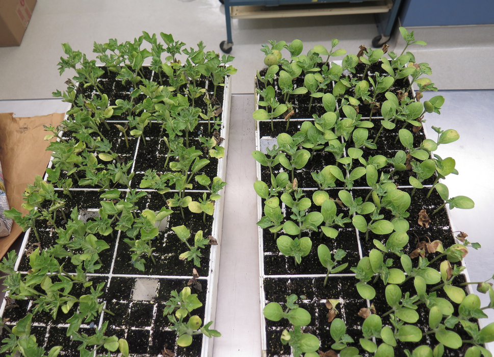 Fig. 3: Trays of watermelon transplants infected with gummy stem blight (Photo: Shawn Butler, NCSU Plant Disease and Insect Clinic) 