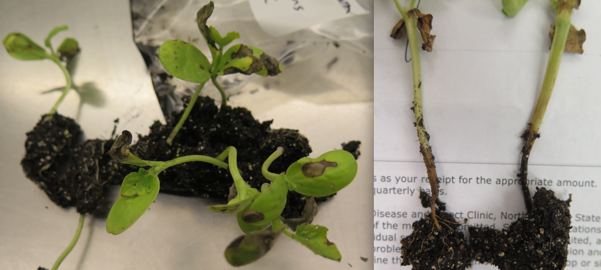 Fig. 2: water soaked lesions on crowns of infected watermelon seedlings and leaves with necrotic, brown lesions (Photo: Shawn Butler, NCSU Plant Disease and Insect Clinic)