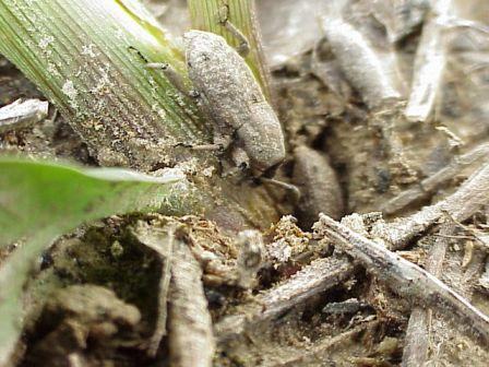 Field Corn - Vernon James Center | NC State Extension