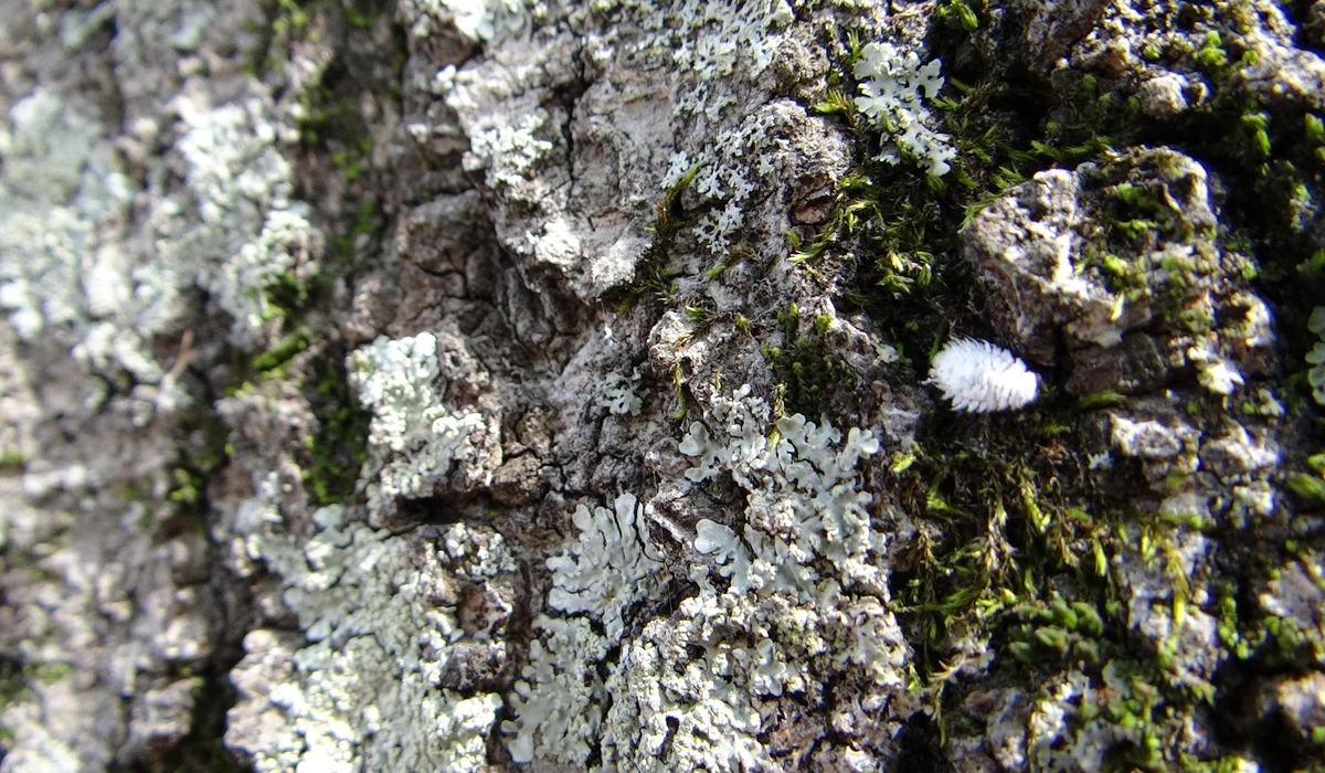 Clavus Insect Millions of scale insect predators hatching…careful they look like ...