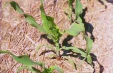 Mild Sulfur Deficiency in Corn