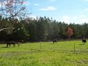 Horses grazing in a fenced green pasture before a pine tree line and blue sky