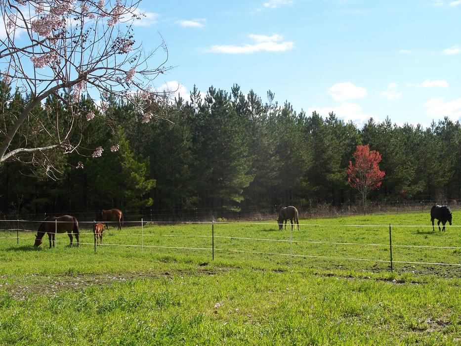 tiffs pasture