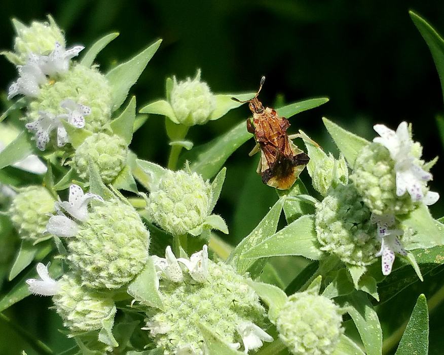 Ambush bug on mountain mint