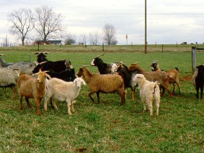 Brushgoats
