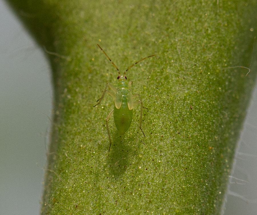 Tomato bug nymph. Photo by Debbie Roos.