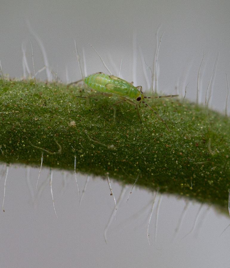 Tomato bug nymph. Photo by Debbie Roos.