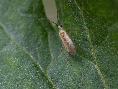 Small pale green bug with long antennae resting on a textured green leaf