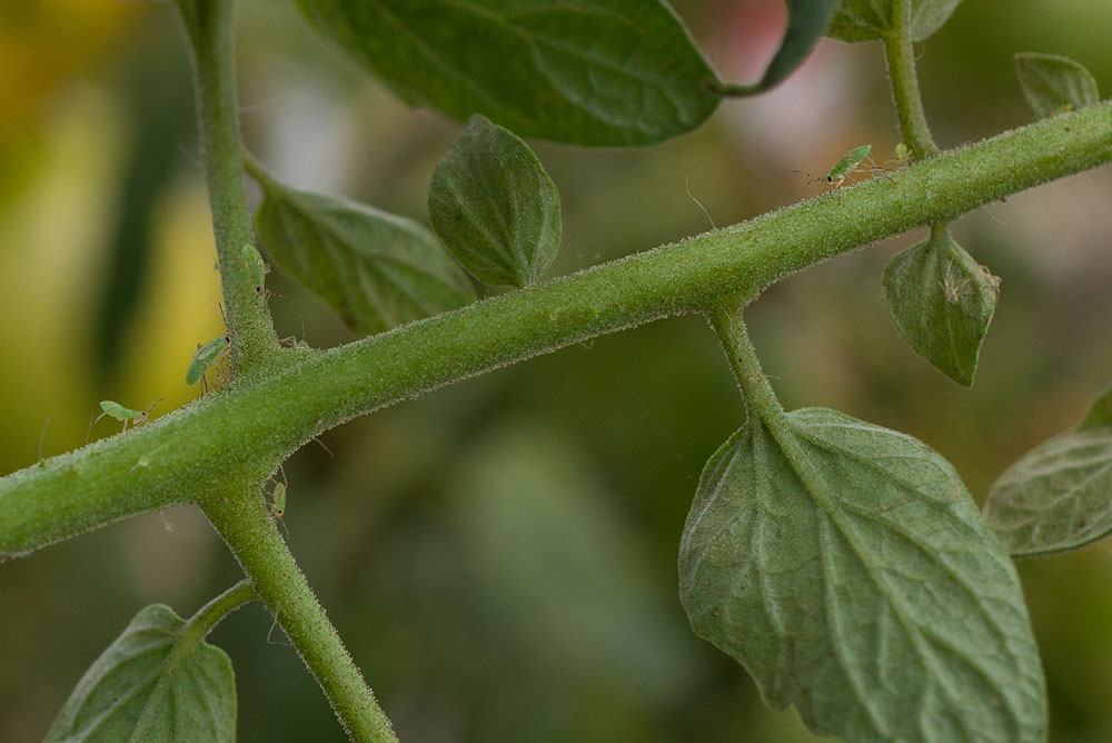 Tomato bug nymphs on tomato stem. Photo by Debbie Roos.